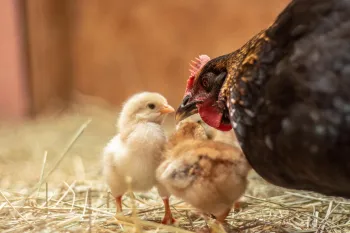 a chicken and a couple chicks