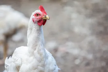 White chickenstanding in rural enviorment