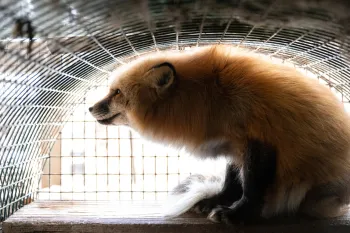 The image shows a fox with sitting inside a wire mesh enclosure.