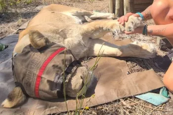 Rescuing a lioness during fires in South Africa January 2026
