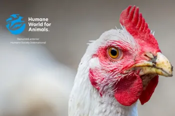 The Pecking Order report 2025 Romania