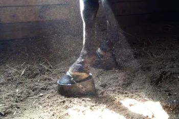 Two scarred horse legs.