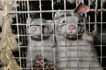 Mink on a fur farm
