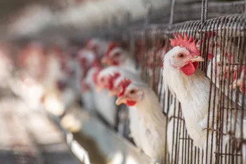 Hens in battery cages