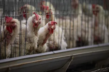 Hens in battery cages