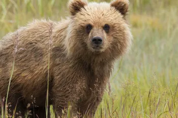 Brown bear cub