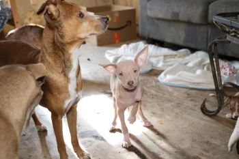 a group of dogs in a room