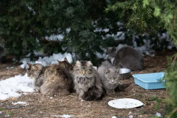 Cats rescued in Wicomico County MD Feb 2026