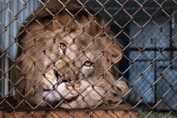 Lion laying down behind metal fence