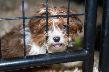 Dog behind metal gate.