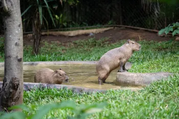 Two capybaras enjoy a pool in sanctuary