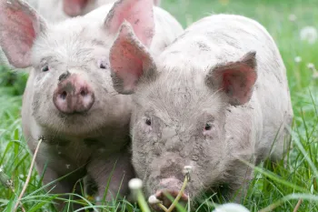 Two piglets in a field.