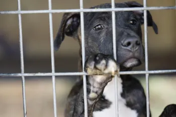Dog behind metal fence
