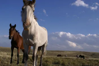 A group of horses in a field