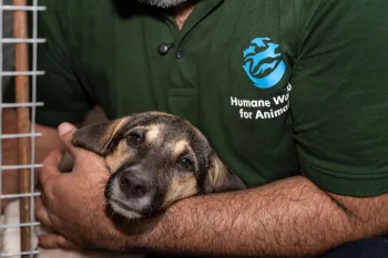 Rescued from the dog meat trade in Indonesia Feb 2026