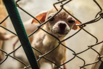 Small dog standing behind a chain-link fence