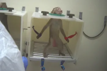 Primate standing upright with its arms extended, restrained at the wrists.