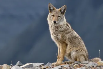 A wild western coyote sitting relaxed on a hill top