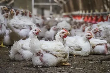 The image depicts an indoor poultry farm filled with numerous white chickens.