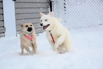 Dogs enjoying the first snow at the care and rehabilitation center.