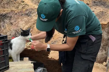 Woman feeding black and white cat.