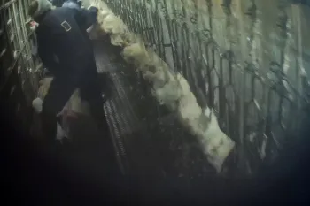 dark room depicting hens at a slaughter house