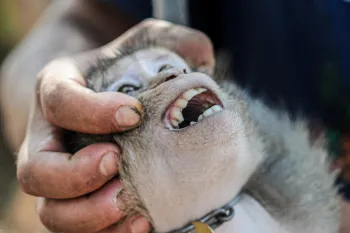 a person holding the head of a small monkey, gently tilting it back to show its open mouth and teeth