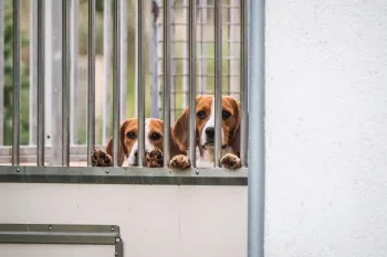 a pair of beagles peering through metal bars
