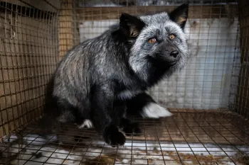a fox in a cage on a fur farm