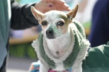 Small dog standing with hands holding.