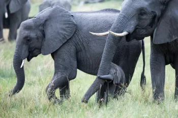 baby elephant walking with adult elephants in the wild