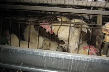 Several chickens confined in a small metal cage