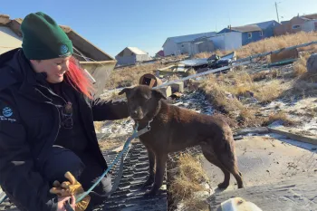 Woman petting small dog on leash.