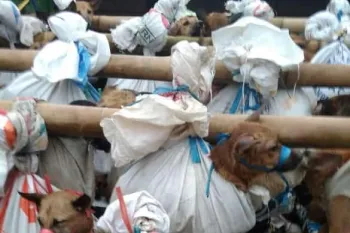 Dogs in bags for Indonesia's dog meat trade