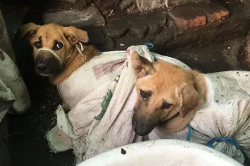 Two dogs tied up in Indonesia's dog meat trade