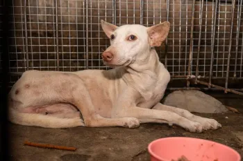 A white dog in an Indonesian slaughterhouse