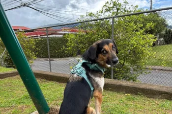 A brown and black dog in a teal harness sits for a photo in his adoptive family's backyard in Costa Rica.