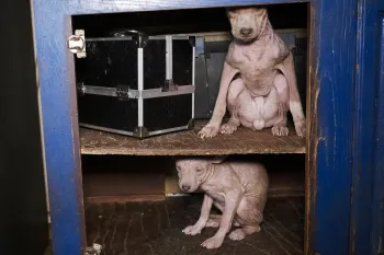 The image shows two hairless dogs sitting inside a blue wooden cabinet with two shelves.