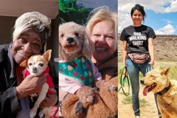 collage with three photos showcasing individuals posing with dogs