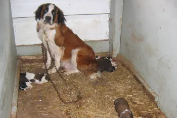 A large Saint Bernard dog chained in a small, enclosed space with a straw-covered floor.