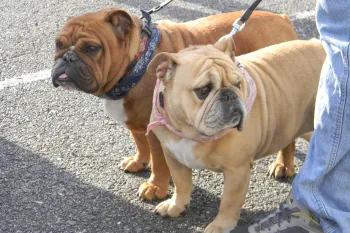 Two bulldogs on leashes