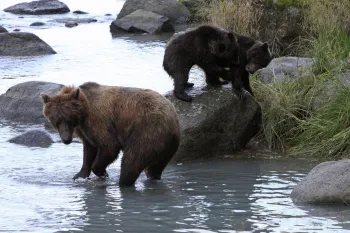 The image depicts a scene in a natural setting featuring a mother bear and her cub