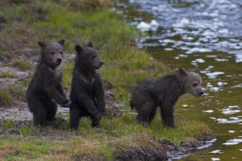 Three young bear cubs standing near the edge of a body of water