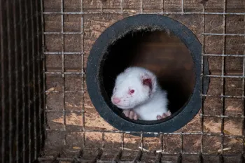 Photos taken on two fur farms in Finland as part of an investigation into the cruelty of fur farming with Humane World for Animals and Finnish animal protection organisation Oikeutta Elaimille