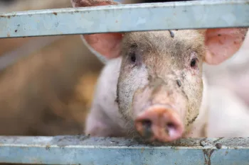 Pig peeking out from behind fence