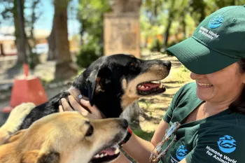 Site visits to the mobile field clinics in the north (spay/neuter and wellness) to observe clinic operations. Visited remote coastal communities known as “Caletas” surrounding Fray Jorge National Park and outreach to unhoused populations in Santiago.
