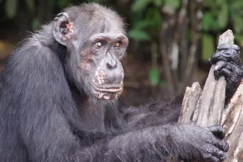 A chimpanzee holding several pieces of wood in a forested area.