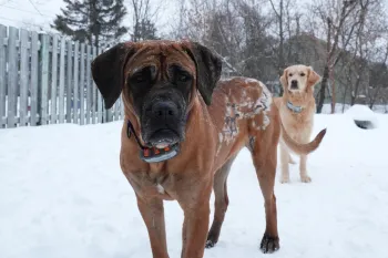 Guwon, rescued after a fire at a South Korean dog meat farm, is now called Phoenix and lives with her new family in Canada.
