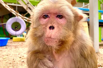 Nanette, a rhesus macaque.