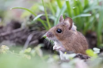 Mouse in nature